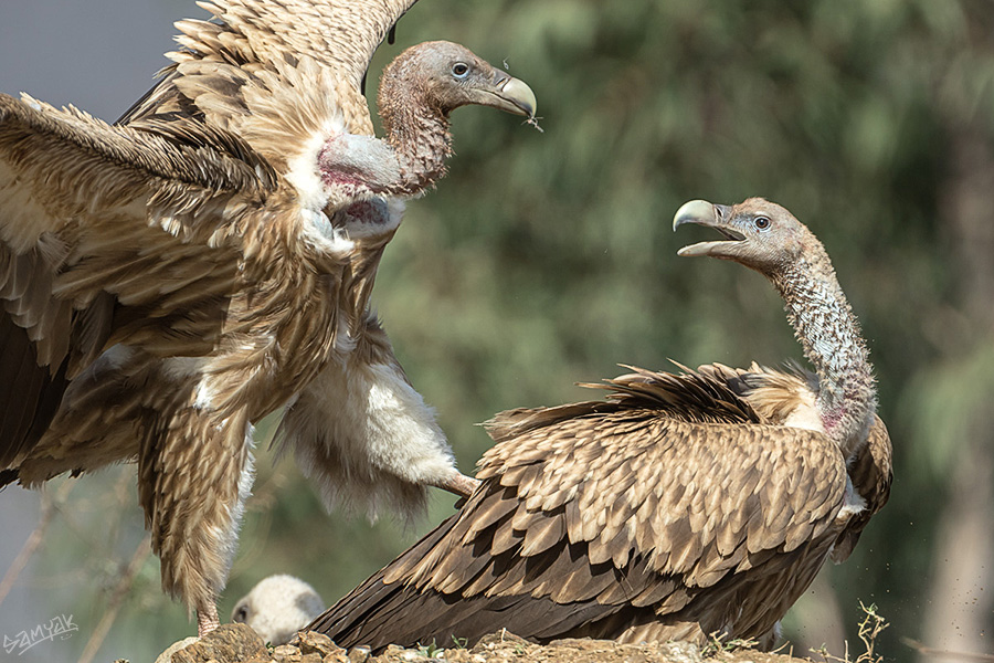 The Himalayan vulture (Gyps himalayensis)