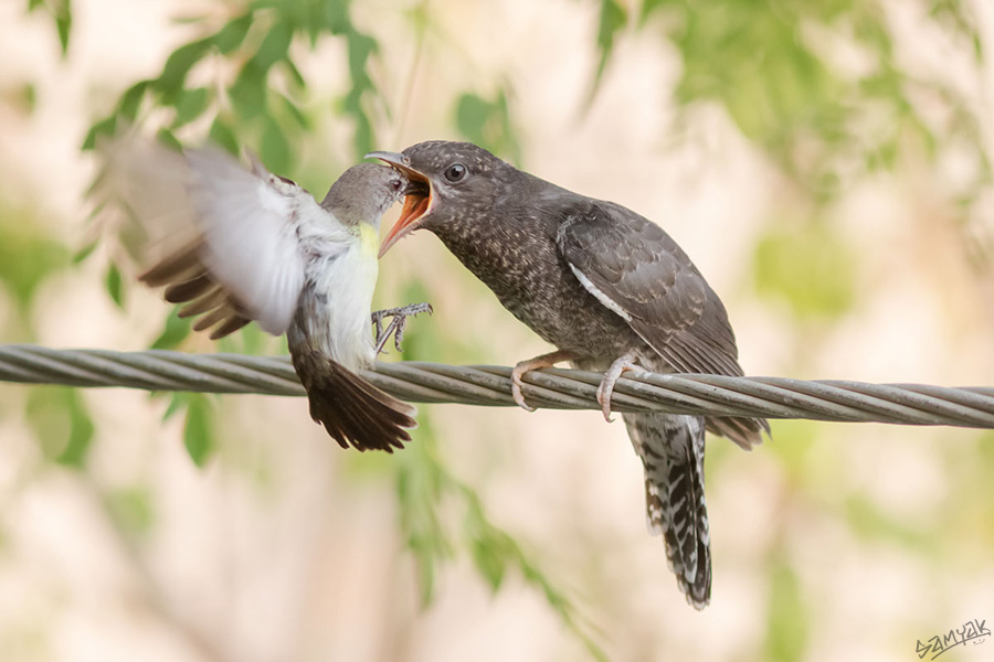 The purple-rumped sunbird (Leptocoma zeylonica) feeding Grey-bellied Cuckoo (Cacomantis passerinus)