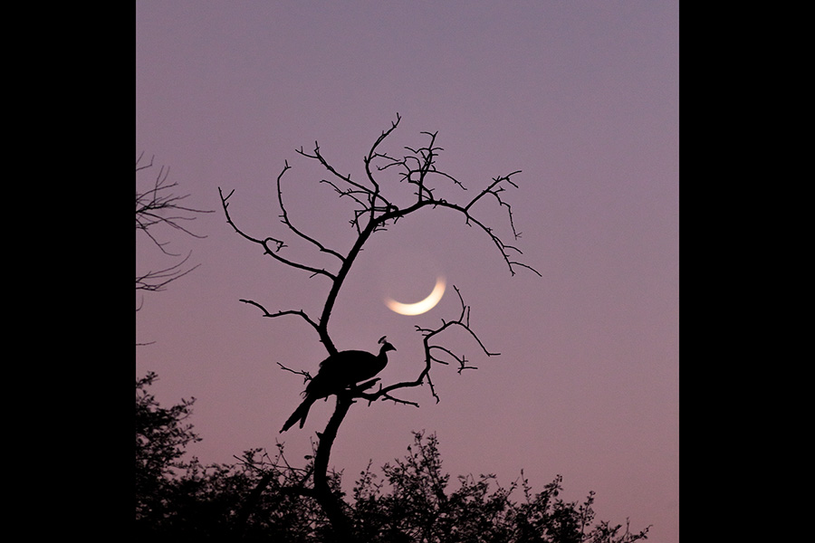 Bharatpur Bird Sanctuary Photography Tour Workshop