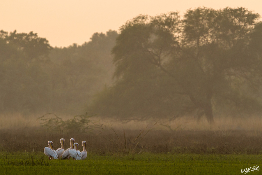 Bharatpur Bird Sanctuary Photography Tour Workshop