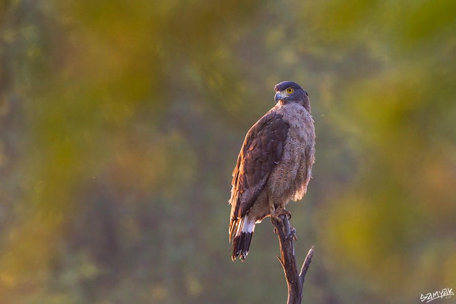 Bharatpur Bird Sanctuary Photography Tour Workshop