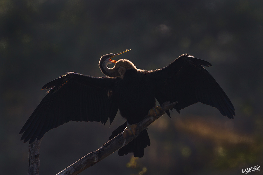 Bharatpur Bird Sanctuary Photography Tour Workshop