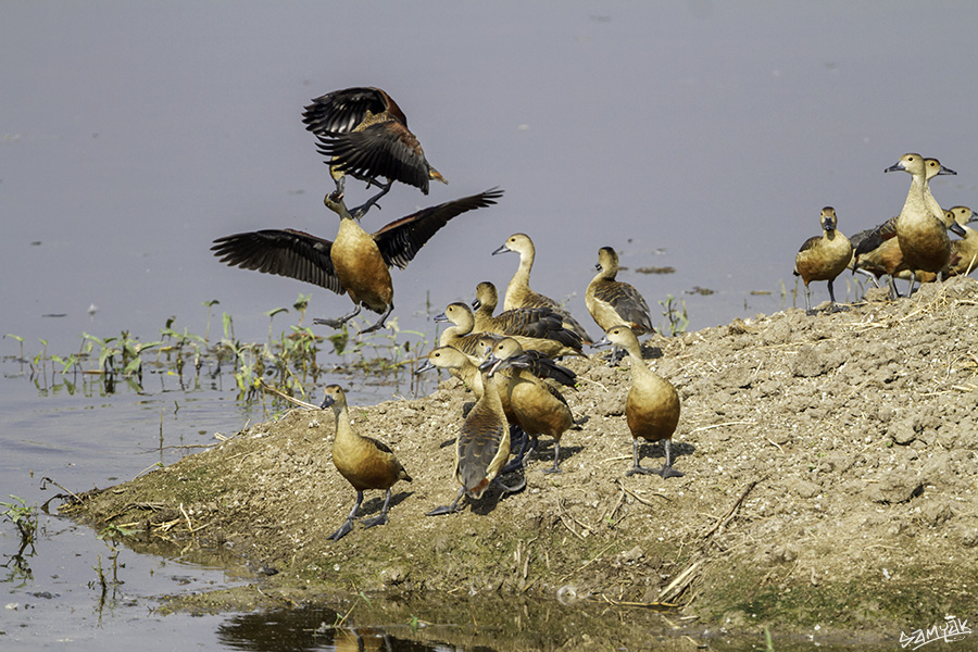 Bharatpur Bird Sanctuary Photography Tour Workshop