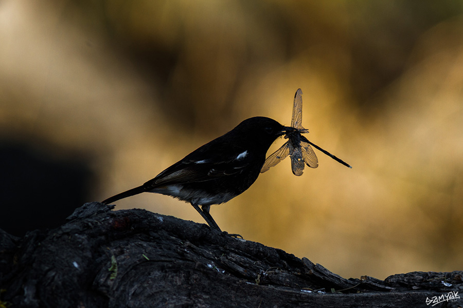 Bharatpur Bird Sanctuary Photography Tour Workshop