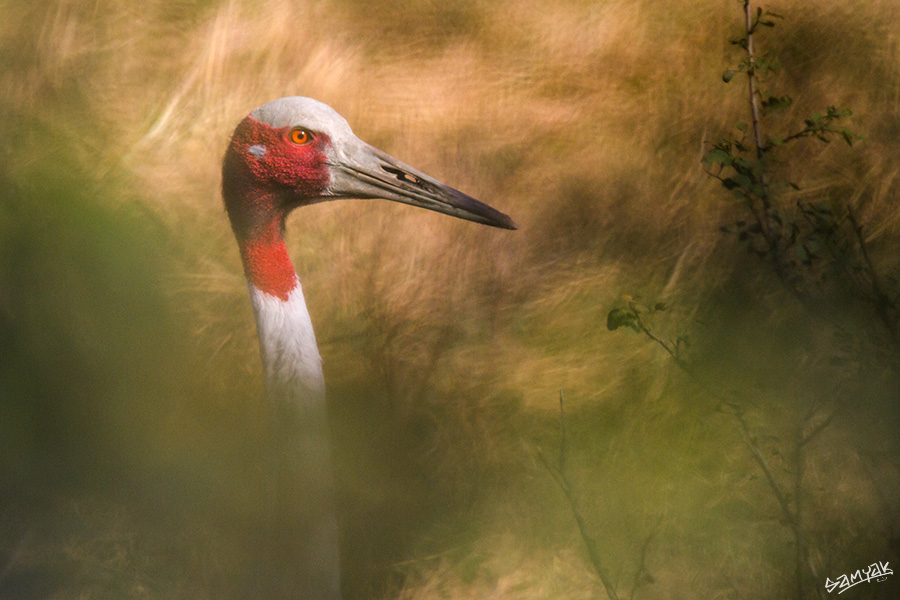 Bharatpur Bird Sanctuary Photography Tour Workshop