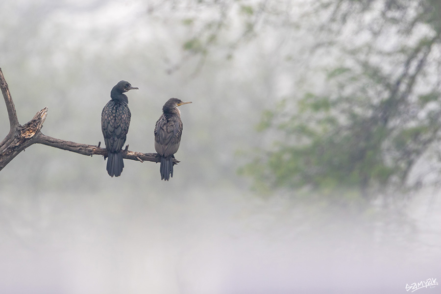 Bharatpur Bird Sanctuary Photography Tour Workshop