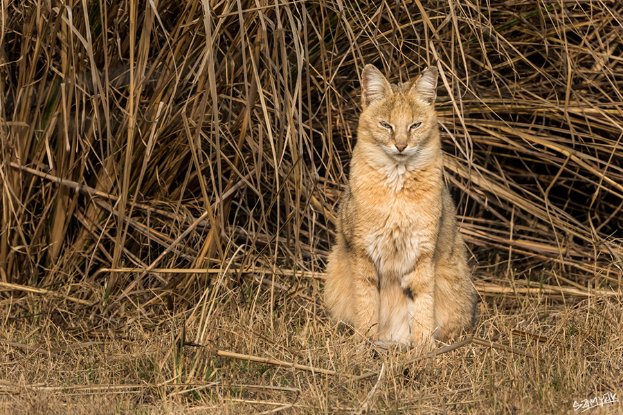 Bharatpur Bird Sanctuary Photography Tour Workshop