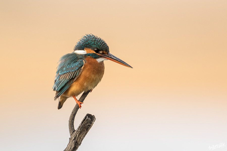 Bharatpur Bird Sanctuary Photography Tour Workshop