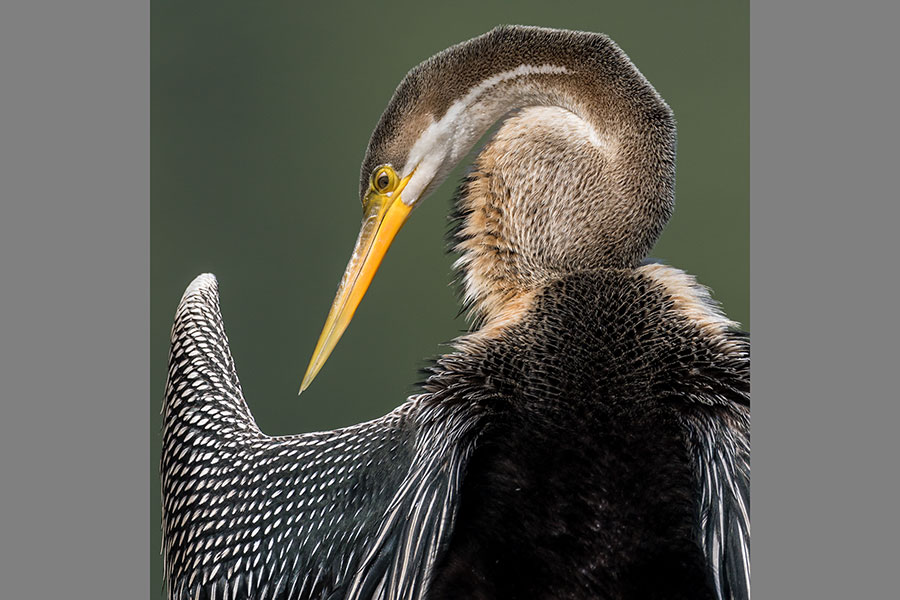 Bharatpur Bird Sanctuary Photography Tour Workshop