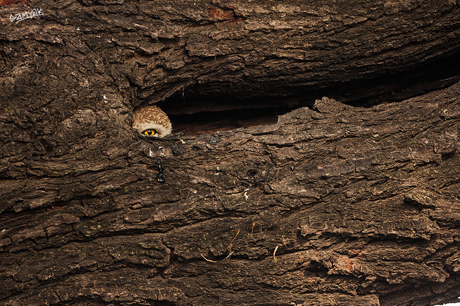 Bharatpur Bird Sanctuary Photography Tour Workshop