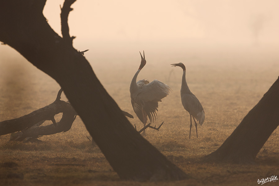 Bharatpur Bird Sanctuary Photography Tour Workshop