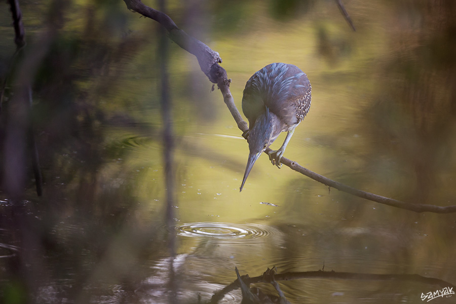 Bharatpur Bird Sanctuary Photography Tour Workshop