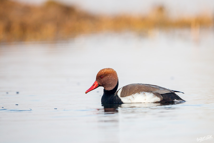 Bharatpur Bird Sanctuary Photography Tour Workshop