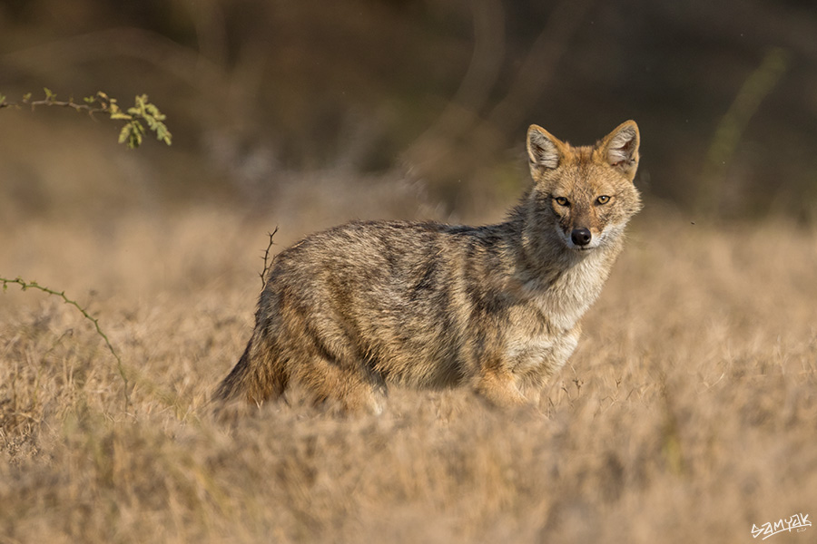 Bharatpur Bird Sanctuary Photography Tour Workshop