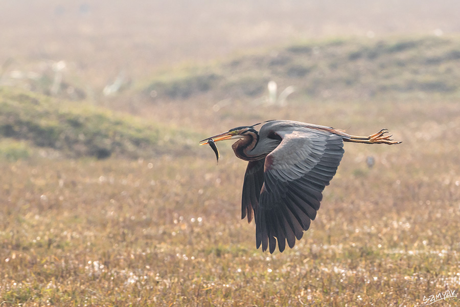 Bharatpur Bird Sanctuary Photography Tour Workshop