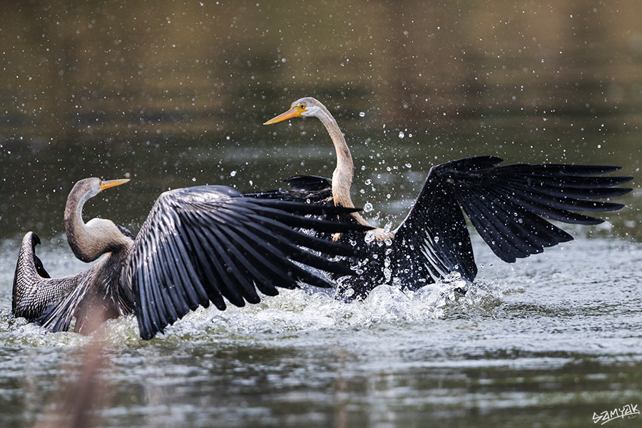 Bharatpur Bird Sanctuary Photography Tour Workshop