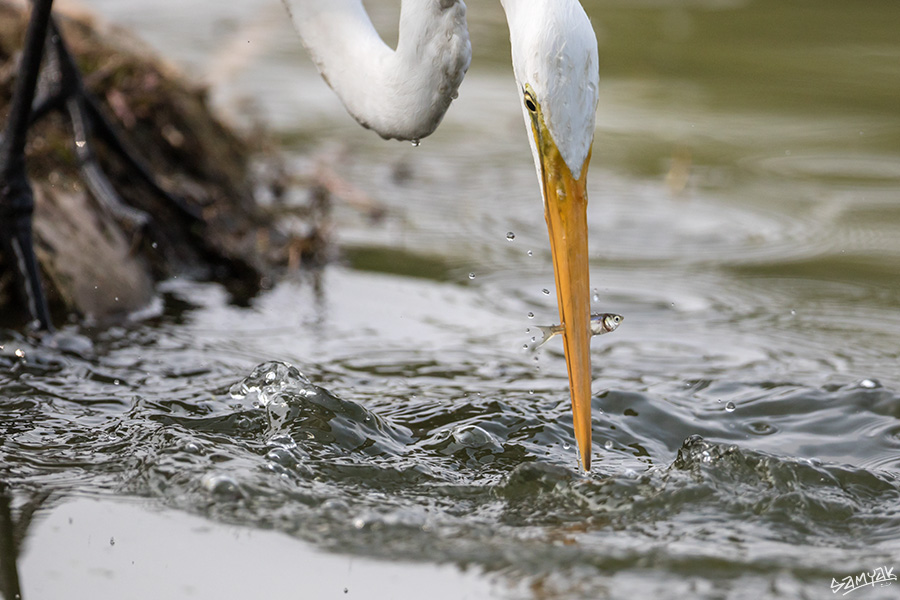 Bharatpur Bird Sanctuary Photography Tour Workshop