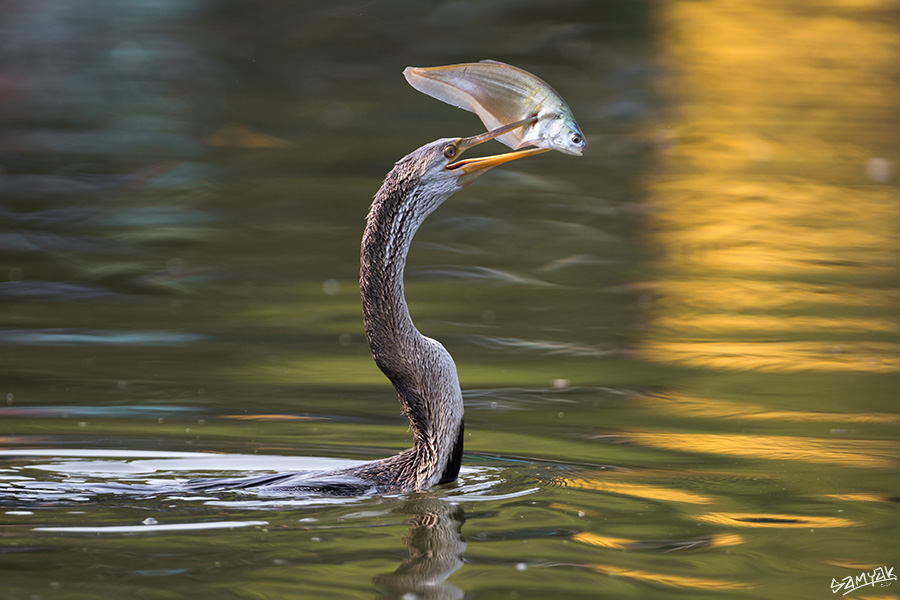 Bharatpur Bird Sanctuary Photography Tour Workshop