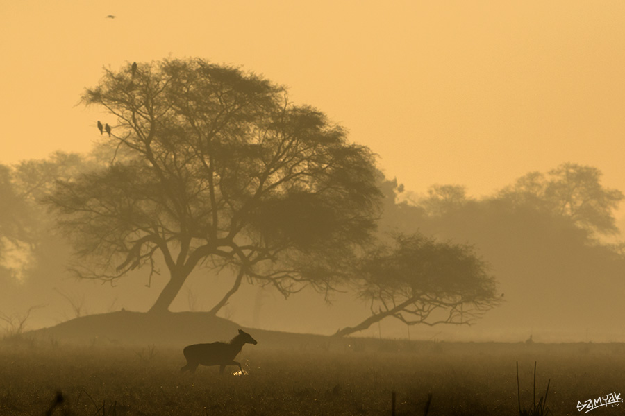 Bharatpur Bird Sanctuary Photography Tour Workshop