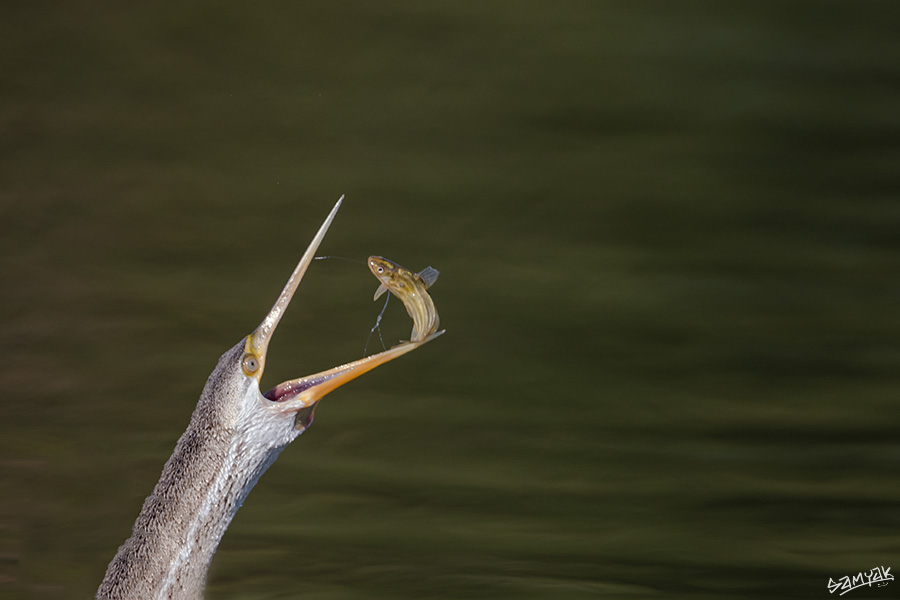 Bharatpur Bird Sanctuary Photography Tour Workshop