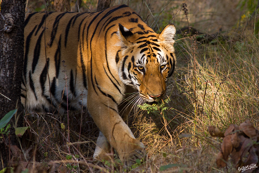 Jim Corbett Photography Tiger Safari Workshop