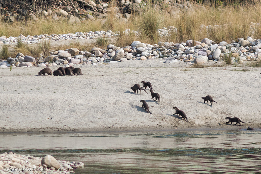 Jim Corbett Photography Tiger Safari Workshop