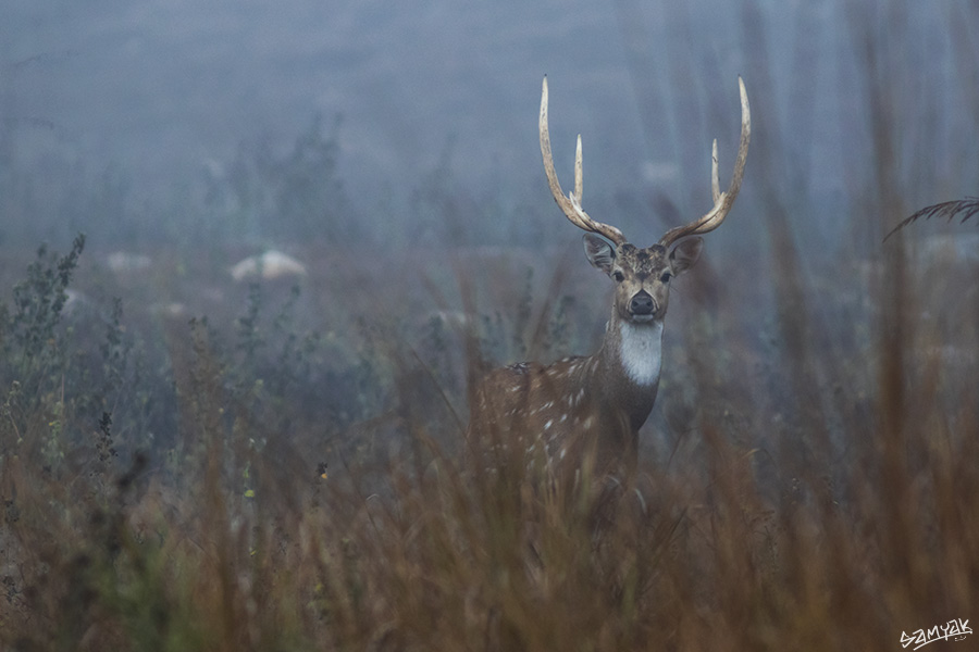 Jim Corbett Photography Tiger Safari Workshop