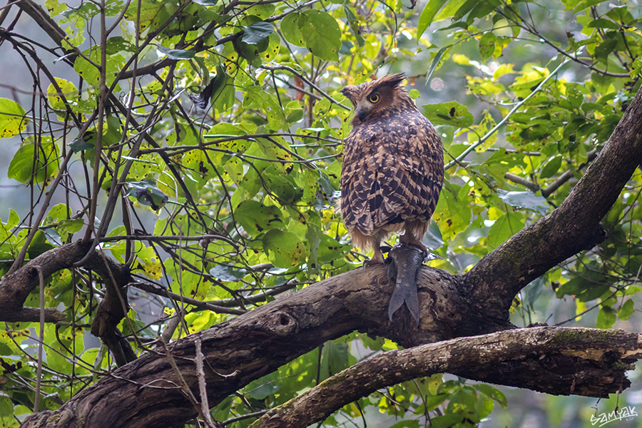 Jim Corbett Photography Tiger Safari Workshop