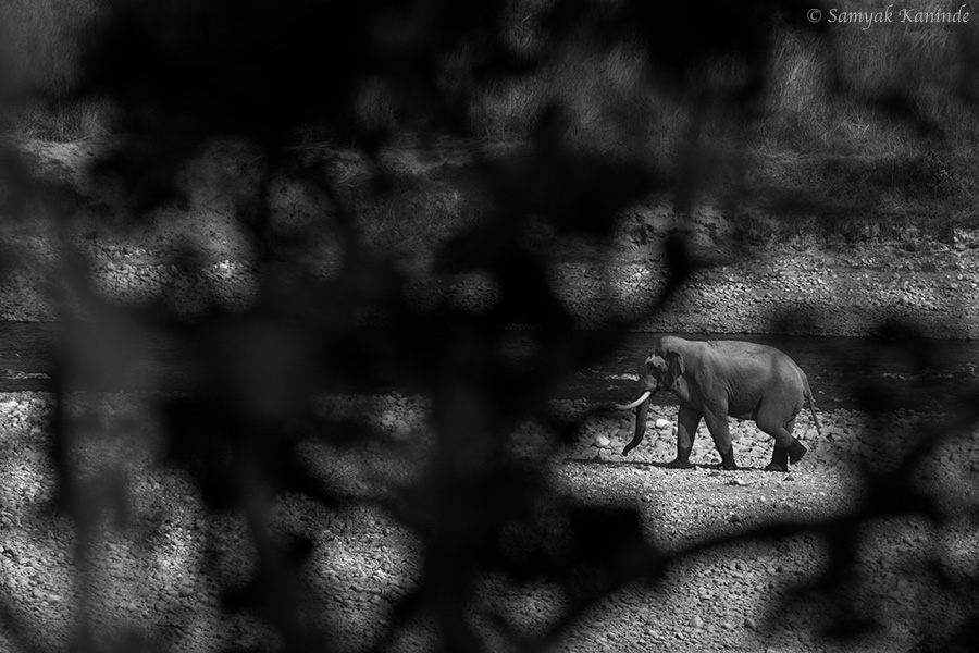 Jim Corbett Photography Tiger Safari Workshop