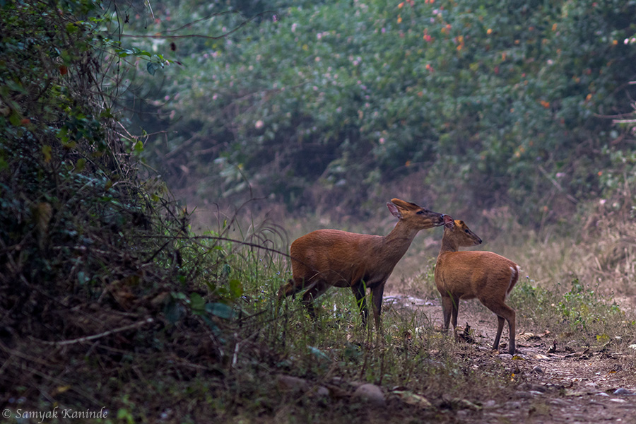 Jim Corbett Photography Tiger Safari Workshop