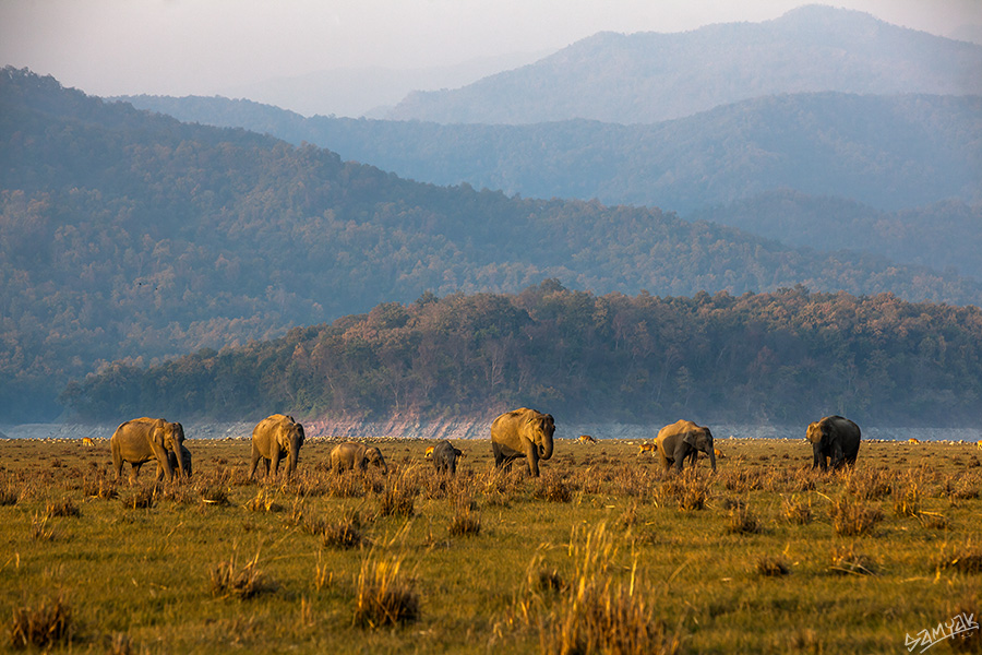 Jim Corbett Photography Tiger Safari Workshop