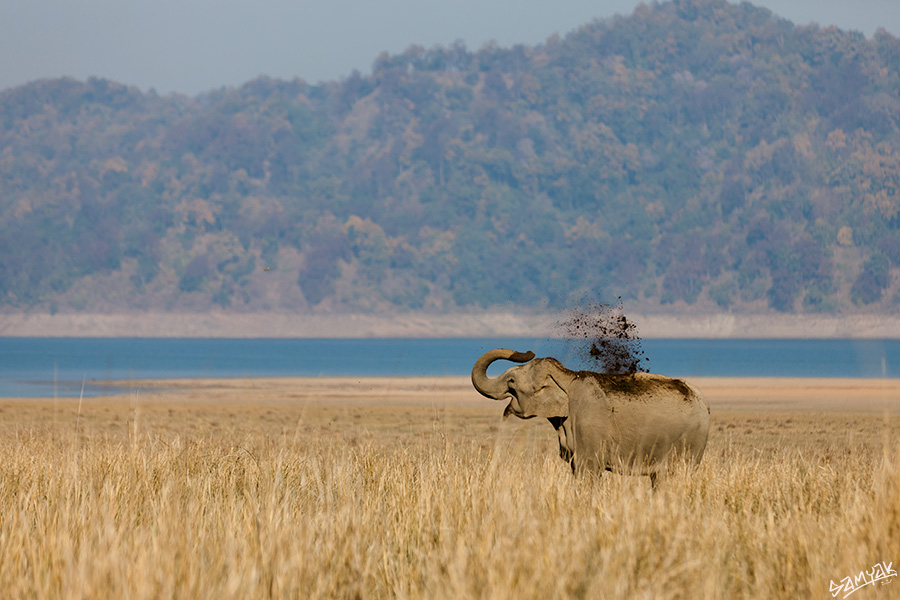 Jim Corbett Photography Tiger Safari Workshop