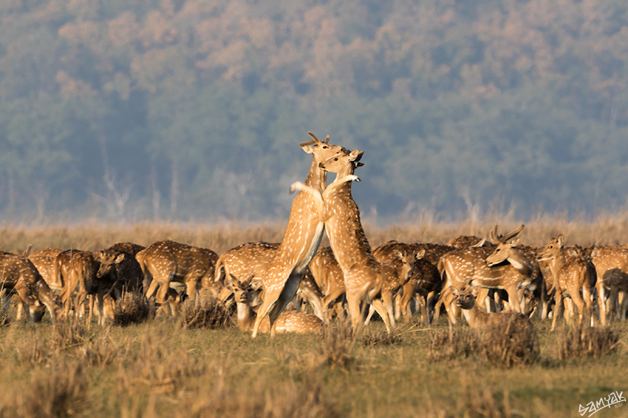 Jim Corbett Photography Tiger Safari Workshop