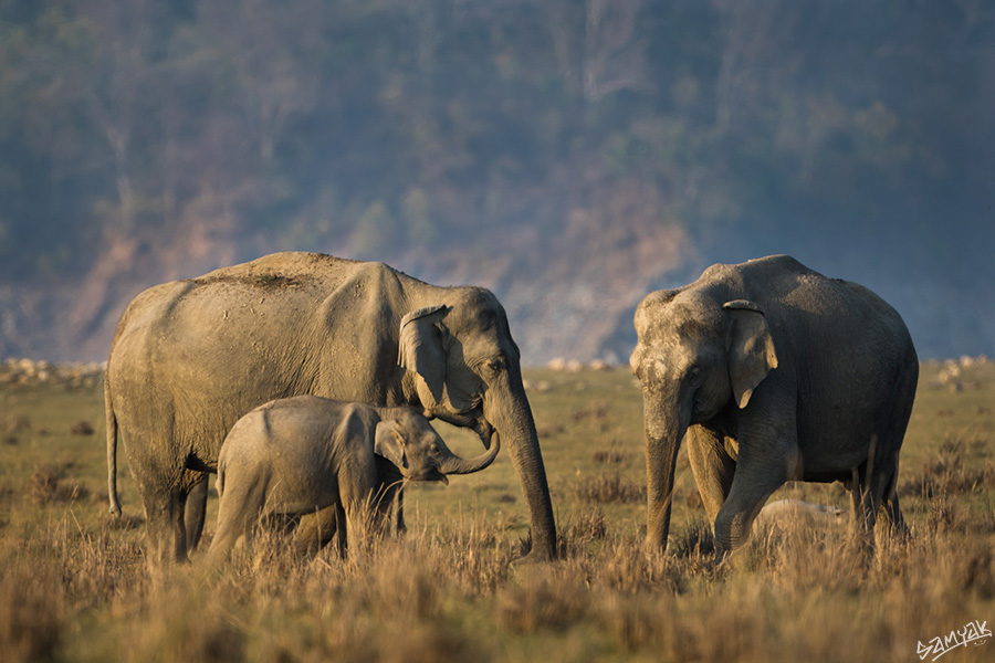 Jim Corbett Photography Tiger Safari Workshop