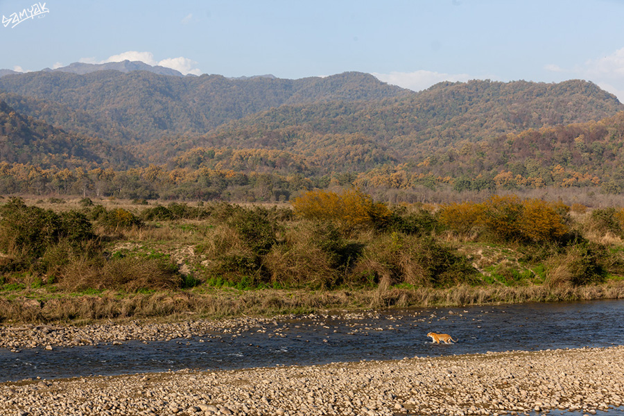 Jim Corbett Photography Tiger Safari Workshop