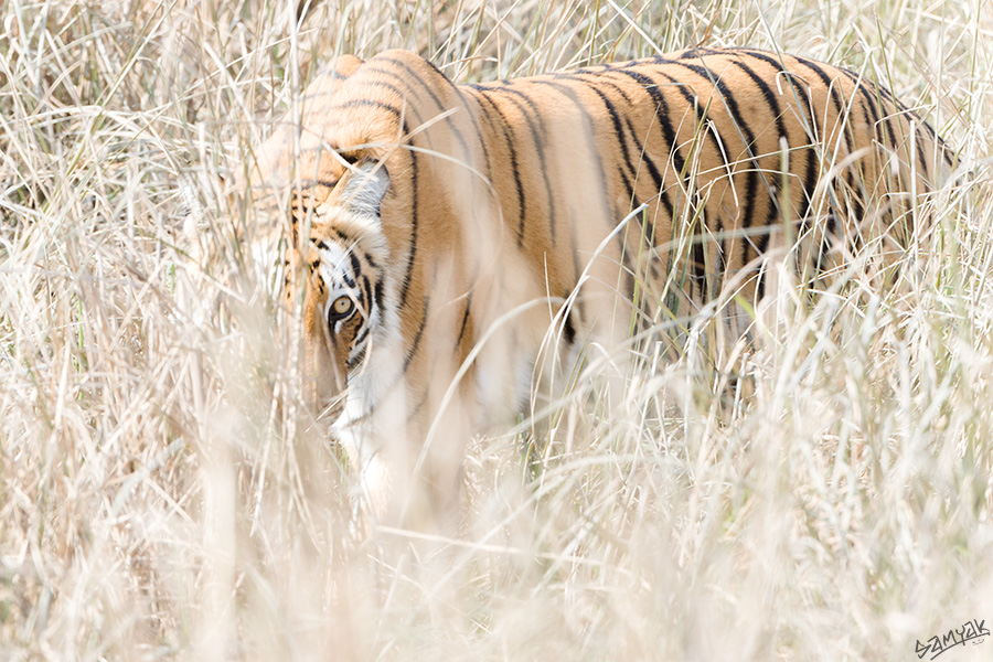 Jim Corbett Photography Tiger Safari Workshop