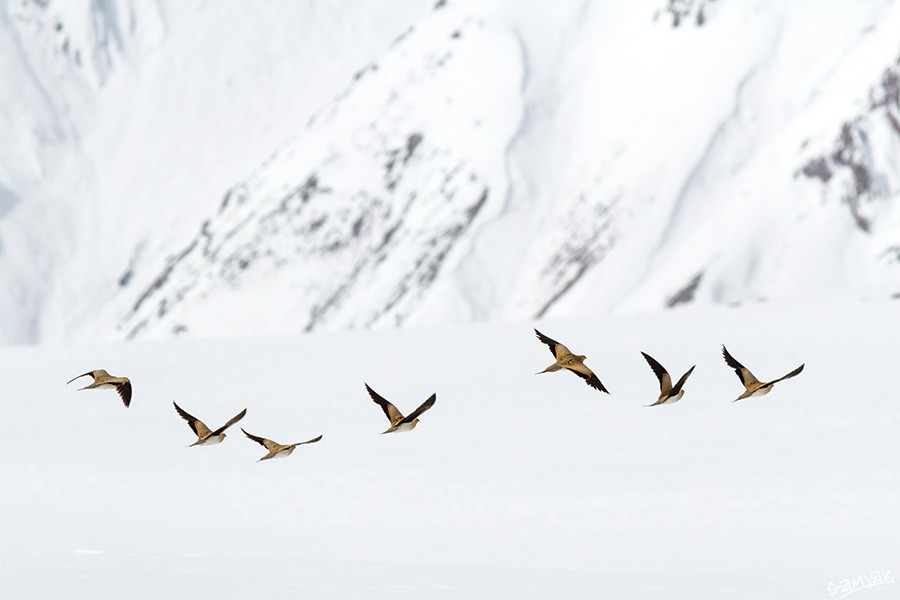 Himalaya Snow Leopard Wildlife Photography Expedition