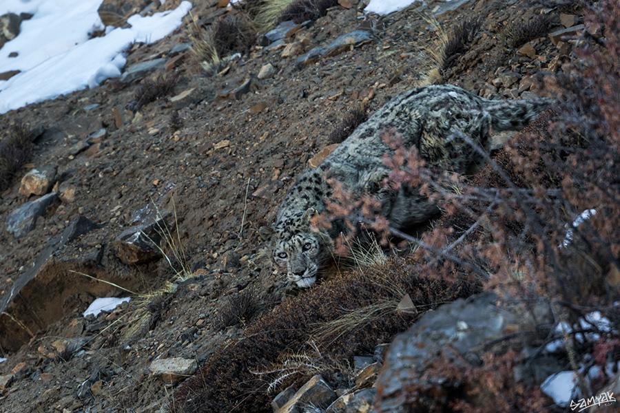 Himalaya Snow Leopard Wildlife Photography Expedition