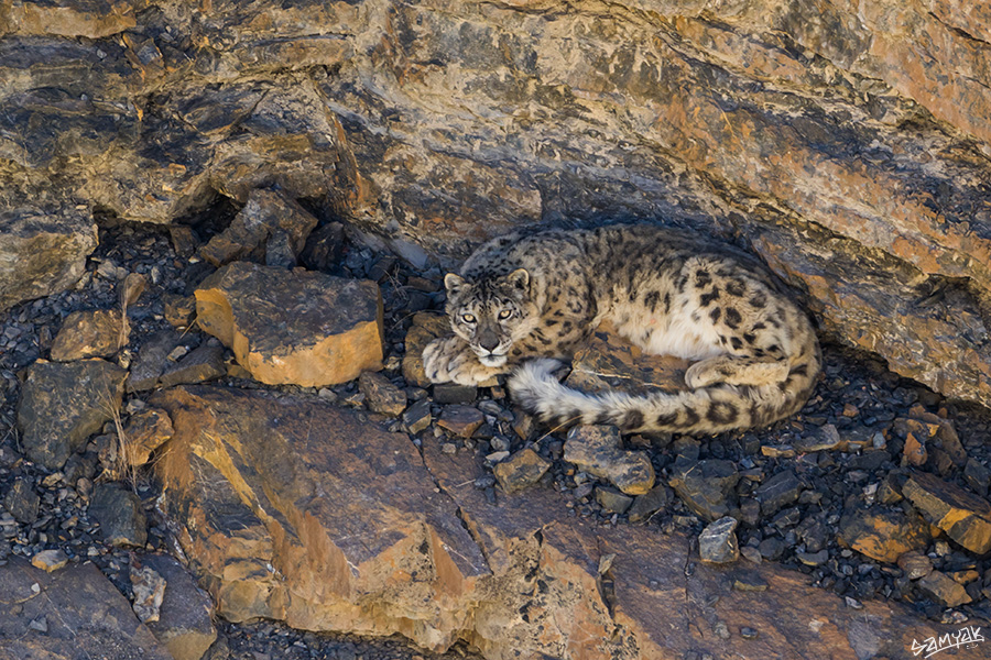 Snow Leopard Photography Tour