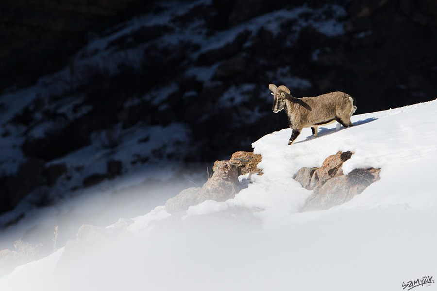 Himalaya Snow Leopard Wildlife Photography Expedition