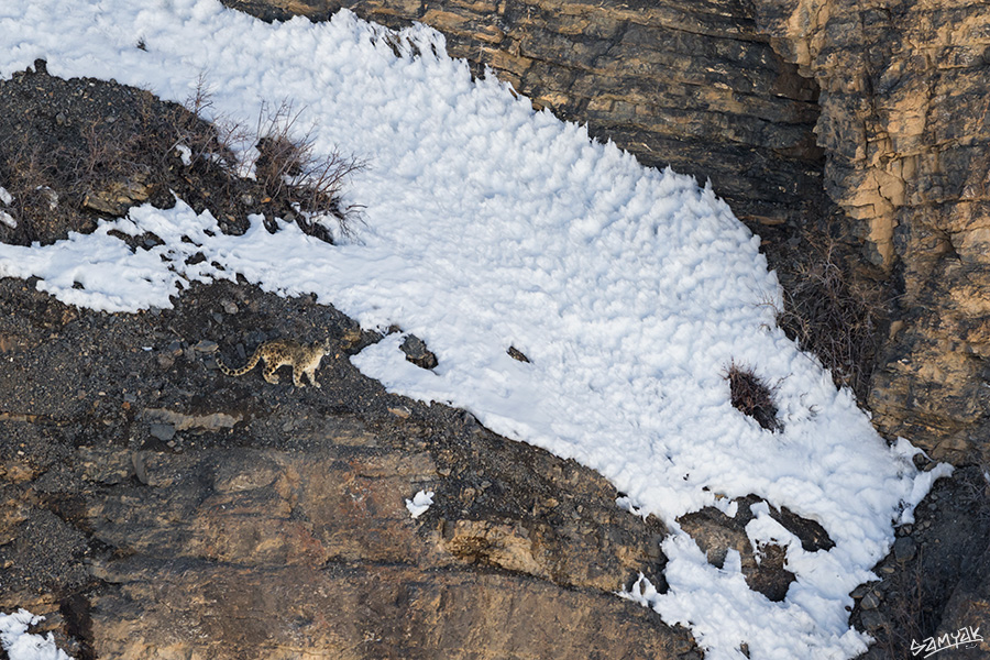 Himalaya Snow Leopard Wildlife Photography Expedition