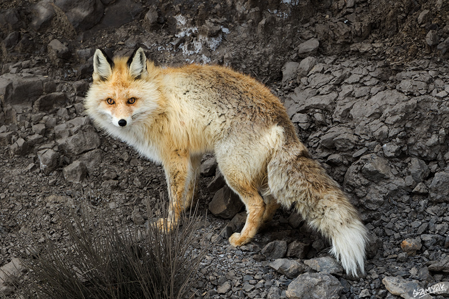 Himalaya Snow Leopard Wildlife Photography Expedition