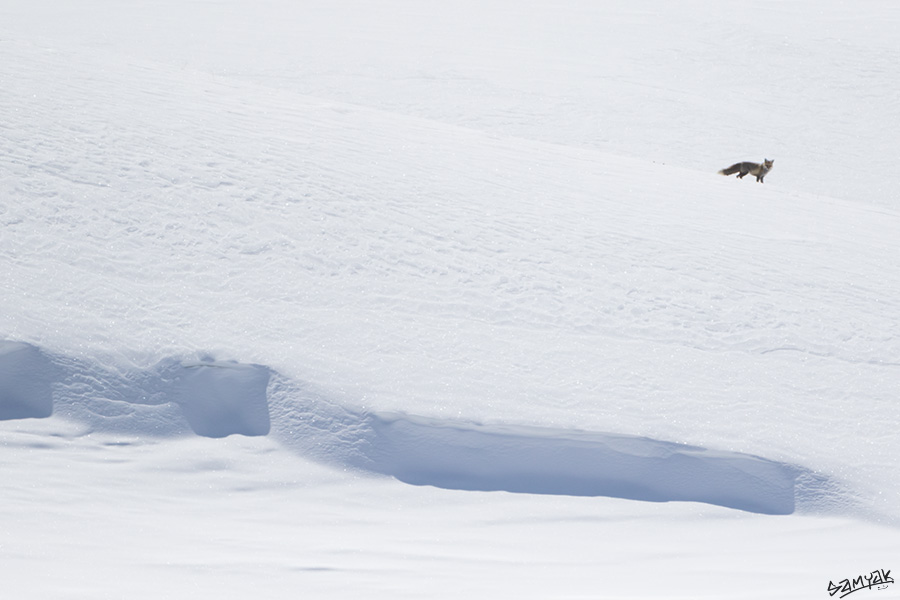 Himalaya Snow Leopard Wildlife Photography Expedition