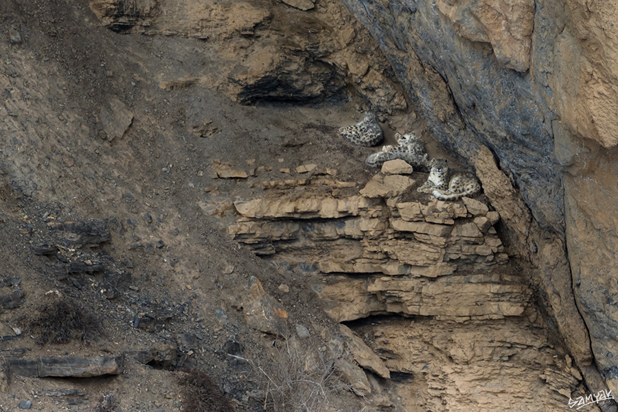 Himalaya Snow Leopard Wildlife Photography Expedition