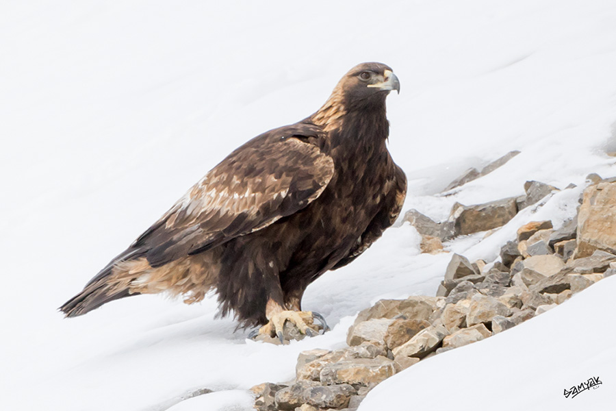 Himalaya Snow Leopard Wildlife Photography Expedition