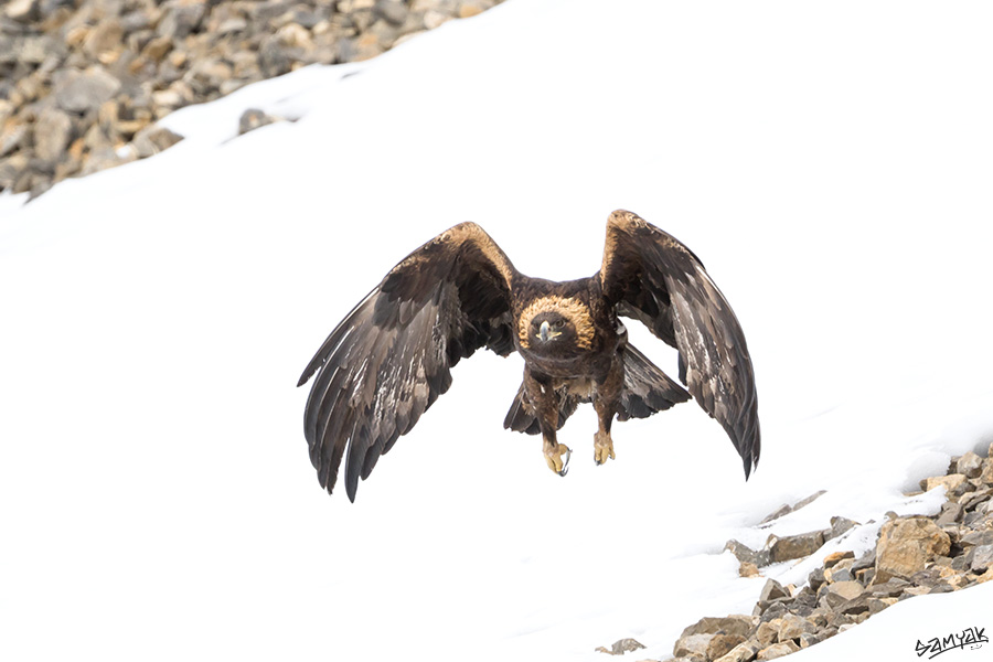 Himalaya Snow Leopard Wildlife Photography Expedition