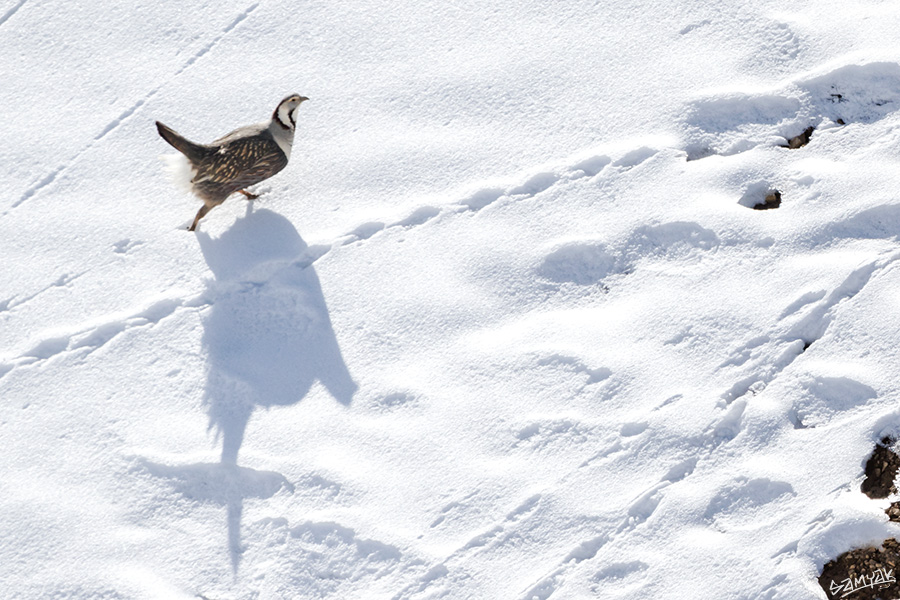 Himalaya Snow Leopard Wildlife Photography Expedition